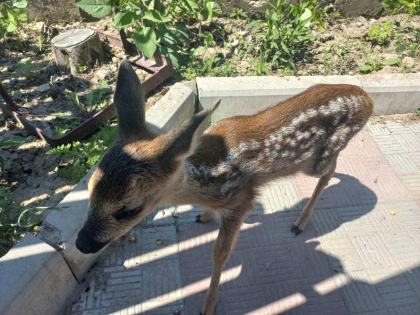 Un pui de căprior - salvat de inspectorii de mediu, după ce a fost găsit abandonat în extravilanul satului Șipoteni - FOTO Un pui de căprior - salvat de inspectorii de mediu, după ce a fost găsit abandonat în extravilanul satului Șipoteni - FOTO
