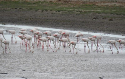 Zeci de păsări flamingo au fost văzute în Delta Dunării. În ce zonă au apărut - VIDEO Zeci de păsări flamingo au fost văzute în Delta Dunării. În ce zonă au apărut - VIDEO