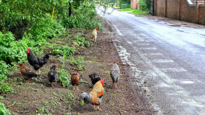 „Au scăpat de sub control!” 100 de găini sălbăticite terorizează un sat din Anglia. Locuitorii spun că viața lor s-a transformat „într-un iad” „Au scăpat de sub control!” 100 de găini sălbăticite terorizează un sat din Anglia. Locuitorii spun că viața lor s-a transformat „într-un iad”