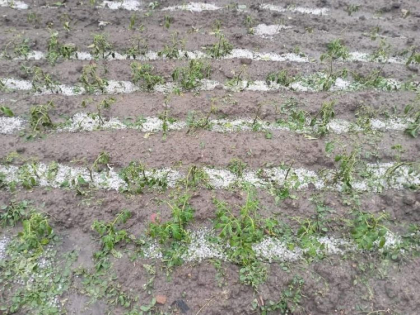 Ministerul Agriculturii solicită tuturor fermierilor afectați de precipitațiilor recente, să contacteze primăriile locale. Ce trebuie să facă agricultorii