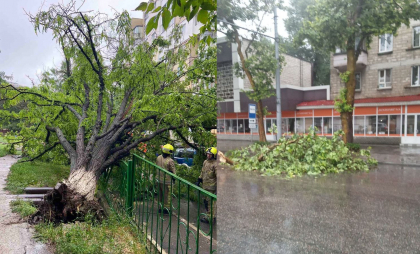 Ploaia a făcut ravagii în capitală. Copaci doborâți la pământ, crengi rupte și străzi inundate - FOTO