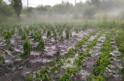 Ploile cu grindină au distrus zeci și sute de hectare de culturi agricole în raioanele Soroca, Edineț, Ungheni, Nisporeni și Strășeni. Ce spune IGSU