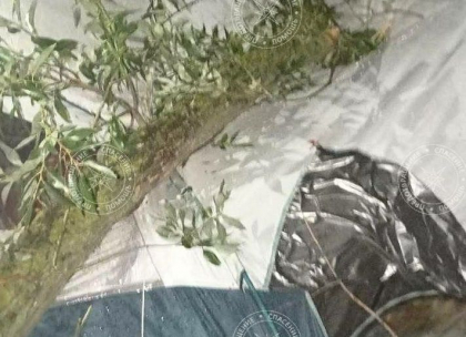 Tragedie în urma furtunii: un bărbat a murit strivit de o creangă care a căzut peste el, în stînga Nistrului Tragedie în urma furtunii: un bărbat a murit strivit de o creangă care a căzut peste el, în stînga Nistrului