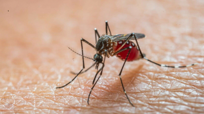 Țânțarul tigru, care provoacă febra dengue, a ajuns și în România. Cum se manifestă boala, care poate fi mortală. Precizările ANSP