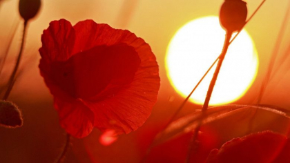 Solstițiu de vară 2024: Azi este cea mai lungă zi din an. Începe vara astronomică Solstițiu de vară 2024: Azi este cea mai lungă zi din an. Începe vara astronomică