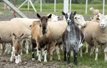 Fermierii care cresc ovine și caprine pot beneficia de un ajutor financiar din partea statului. Ce condiții trebuie să îndeplinească
