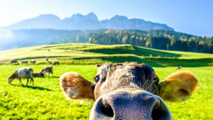 Taxa pe trasul apei la toaletă sau pentru râgâitul vacilor. Cele mai bizare tipuri de impozite din lume