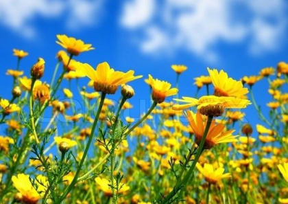 Cer variabil și maxime de 31 grade Celsius în sudul țării. Cum va fi vremea în urmatoarele zile. Prognoza meteo