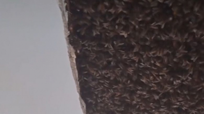 Descoperire neașteptată în tavanul unei case din Scoția. Nepoții proprietarului s-au plâns că aud un zgomot puternic - VIDEO Descoperire neașteptată în tavanul unei case din Scoția. Nepoții proprietarului s-au plâns că aud un zgomot puternic - VIDEO