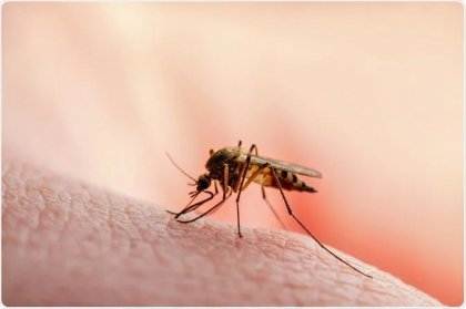 Un moldovean, diagnosticat cu malarie. Acesta a revenit din Nigeria Un moldovean, diagnosticat cu malarie. Acesta a revenit din Nigeria