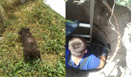 Un cățel - salvat de pompieri, după ce a căzut într-o fântână de canalizare, la Căușeni - FOTO Un cățel - salvat de pompieri, după ce a căzut într-o fântână de canalizare, la Căușeni - FOTO