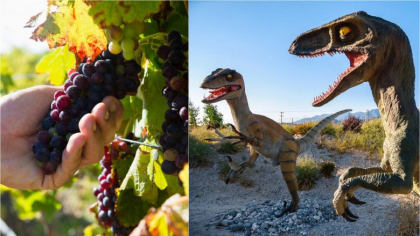 Dacă dinozaurii nu dispăreau, astăzi nu am fi avut struguri, potrivit unui nou studiu - FOTO