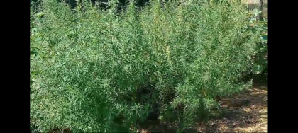 Cultivau cânepă chiar în curte. Doi bărbați din Cimișlia, prinși de polițiști - FOTO Cultivau cânepă chiar în curte. Doi bărbați din Cimișlia, prinși de polițiști - FOTO