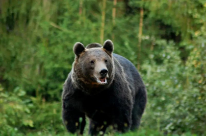 Ce arată necropsia în cazul fetei de 19 ani ucisă de urs pe Jepii Mici