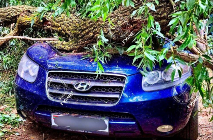 Un copac a căzut peste o mașină în care se afla un copil, într-un sat din raionul Căușeni. În ce stare este băiatul - FOTO
