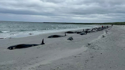 Zeci de balene-pilot au murit în Scoţia după ce au eşuat în masă. 77 de animale au fost găsite pe plajă - FOTO