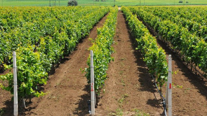 Vinificatorii moldoveni vor primi granturi în valoare de 8 milioane de lei pentru a-și extinde prezența pe piețele internaționale Vinificatorii moldoveni vor primi granturi în valoare de 8 milioane de lei pentru a-și extinde prezența pe piețele internaționale