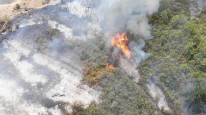 Peste 8 ha de pădure de salcâm, pini și stejar din Cahul - mistuite de flăcări. Lazarencu: „O echipă de la ministerul Mediului va merge  pentru a evalua situația din teren"