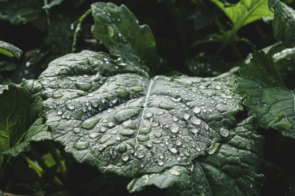 De la arșiță la averse puternice. Cum va fi vremea astăzi, dar și în următoarele zile. Prognoza meteo