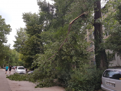Vântul puternic din această seară a provocat pagube și în capitală. Mai mulți copaci au căzut la pământ - FOTO Vântul puternic din această seară a provocat pagube și în capitală. Mai mulți copaci au căzut la pământ - FOTO