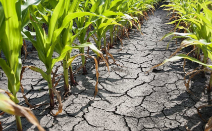Fermierii cer statului să fie declarată stare de urgență în agricultură: „Este măsura cea mai importantă și absolut necesară”. Ce spune ministerul Agriculturii Fermierii cer statului să fie declarată stare de urgență în agricultură: „Este măsura cea mai importantă și absolut necesară”. Ce spune ministerul Agriculturii