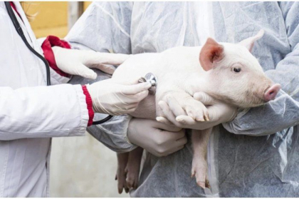 Un focar de pestă porcină africană - identificat într-un raion din țară. Precizările ANSA Un focar de pestă porcină africană - identificat într-un raion din țară. Precizările ANSA