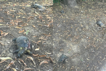 Broaște țestoase moarte, găsite într-un parc din Edineț. Poliția caută făptașii - FOTO Broaște țestoase moarte, găsite într-un parc din Edineț. Poliția caută făptașii - FOTO