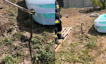 Un caz mai puțin obişnuit. Salvatorii au intervenit pentru evacuarea unui șarpe din curtea unei gospodării din Căușeni. Ce s-a întâmplat cu reptila - FOTO Un caz mai puțin obişnuit. Salvatorii au intervenit pentru evacuarea unui șarpe din curtea unei gospodării din Căușeni. Ce s-a întâmplat cu reptila - FOTO