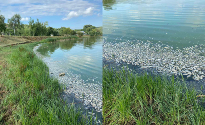 Dezastru ecologic pe un lac din Criuleni. Zeci de pești morți plutesc pe suprafața apei. Îndemnul autorităților locale - FOTO Dezastru ecologic pe un lac din Criuleni. Zeci de pești morți plutesc pe suprafața apei. Îndemnul autorităților locale - FOTO