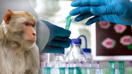OMS a declarat epidemie de variola maimuței. Ministerul Sănătății recomandă moldovenilor să evite călătoriile pe continentul african OMS a declarat epidemie de variola maimuței. Ministerul Sănătății recomandă moldovenilor să evite călătoriile pe continentul african