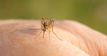 Un caz de infecție cu virusul West Nile - înregistrat la un bărbat din Moldova. Care sunt simtomele și cum se transmite