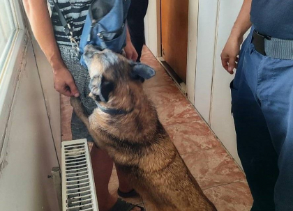 Planuri eșuate la vamă. Un pasager a fost prins cu permis de conducere fals, iar câinele de serviciu Reghina a găsit droguri în geanta unui moldovean - FOTO Planuri eșuate la vamă. Un pasager a fost prins cu permis de conducere fals, iar câinele de serviciu Reghina a găsit droguri în geanta unui moldovean - FOTO