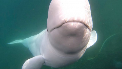 Cum a murit Hvaldimir, „beluga-spion” a Rusiei. Semnele găsite pe cadavru ar indica un „act criminal” Cum a murit Hvaldimir, „beluga-spion” a Rusiei. Semnele găsite pe cadavru ar indica un „act criminal”