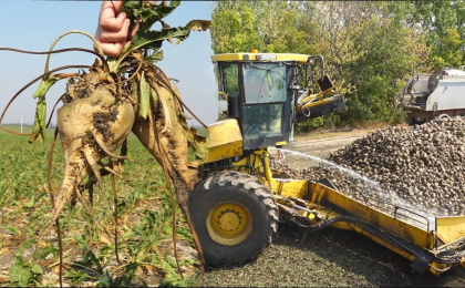 Roada de sfeclă nu-ndulcește fermierii. Seceta ar putea scumpi zahărul - VIDEO