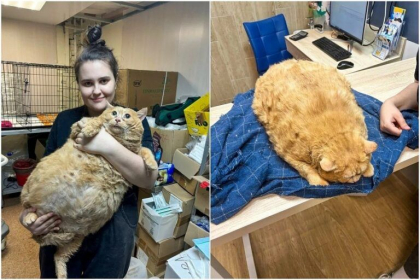 Prea grasă pentru a merge: Pisică de 17 kg salvată dintr-un spital rusesc, pusă la dietă și exerciții fizice
