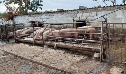 Controale înopinate la abatoare de sacrificare și producere a cărnii, precum și în exploatațiile de creștere și întreținere a animalelor din țară. ANSA anunță ce încălcări au fost depistate - FOTO