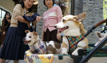 Chinezii preferă să crească animale de companie în loc de copii, o problemă care dă dureri de cap la Beijing