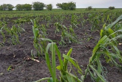 Ministrul Agriculturii solicită UE crearea unui Fond de dezvoltare și solidaritate pentru agricultura moldovenească - VIDEO