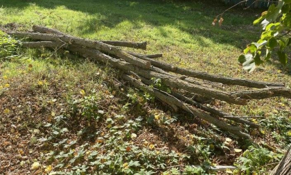 Un bărbat din sudul țării a tăiat ilegal mai mulți copaci de salcâm și s-a ales cu amendă. Îndemnul Inspectoratului pentru Protecția Mediului Un bărbat din sudul țării a tăiat ilegal mai mulți copaci de salcâm și s-a ales cu amendă. Îndemnul Inspectoratului pentru Protecția Mediului