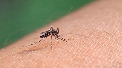 Un nou caz de febra Dengue, înregistrat în Republica Moldova: Cum ne protejăm de înțepăturile țânțarilor tigri Un nou caz de febra Dengue, înregistrat în Republica Moldova: Cum ne protejăm de înțepăturile țânțarilor tigri
