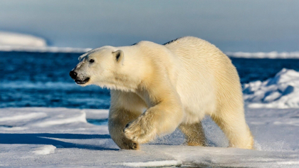 Un urs polar a ajuns într-un oraș european. Autoritățile au fost nevoite să îl împuște Un urs polar a ajuns într-un oraș european. Autoritățile au fost nevoite să îl împuște
