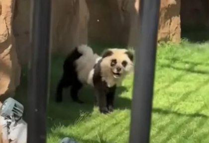 „Urși panda” care latră la o grădină zoologică din China. Reacția vizitatorilor -VIDEO 