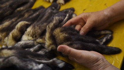 Fermele de animale pentru blănuri ar putea declanșa următoarea pandemie