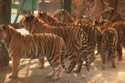 Virusul gripei aviare, depistat la zeci de tigri și lei ce au murit în Vietnam Virusul gripei aviare, depistat la zeci de tigri și lei ce au murit în Vietnam