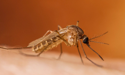 Al doilea caz de infecție cu Virusul West Nile, confirmat în Republica Moldova. Care sunt simtomele și cum se transmite