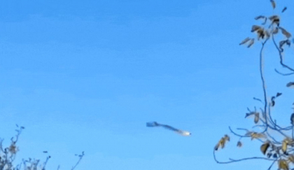 Un elicopter ucrainean vânează o dronă rusească și o doboară cu mitraliera de la mică distanță - VIDEO
Un elicopter ucrainean vânează o dronă rusească și o doboară cu mitraliera de la mică distanță - VIDEO