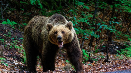 Un bărbat a fost atacat de urs, în România. A fost emis mesaj RO-Alert
Un bărbat a fost atacat de urs, în România. A fost emis mesaj RO-Alert