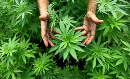 Agricultorii din Moldova vor putea cultiva cânepa industrială. Decizia - aprobată de Guvern