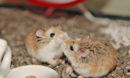 Peste 130 de hamsteri au evadat din cuști în timpul unui zbor. Avionul a rămas blocat pe aeroportul din Portugalia
