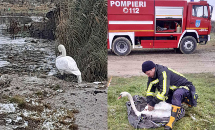 O lebădă - salvată de angajații IGSU, după ce a suferit o fractură la aripă și nu putea ieși la mal din cauza traumei. Imagini cu pasărea - publicate de salvatori - FOTO
O lebădă - salvată de angajații IGSU, după ce a suferit o fractură la aripă și nu putea ieși la mal din cauza traumei. Imagini cu pasărea - publicate de salvatori - FOTO